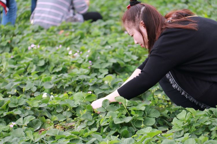 澳门铁盘算盘490777